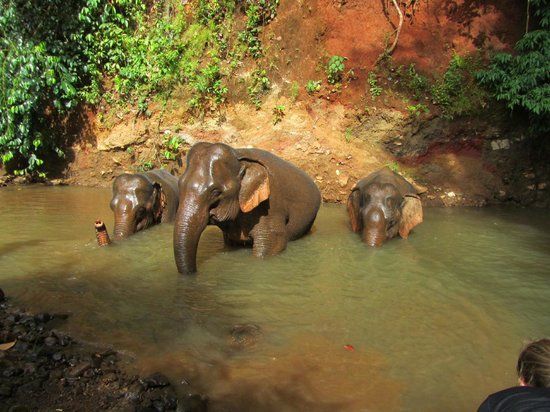 Baño de Elefantes
