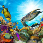 Explorando los Mejores Arrecifes del Mundo