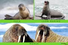 foca vs morsa