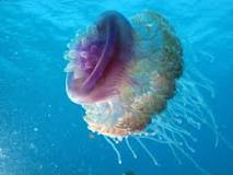 la medusa más bonita del mundillo