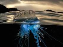 la medusa más bonita del mundo
