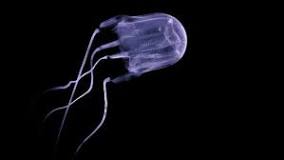 ¿Cuál es la especie de medusa más voluminoso del mundo?